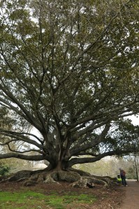 Auckland Tree