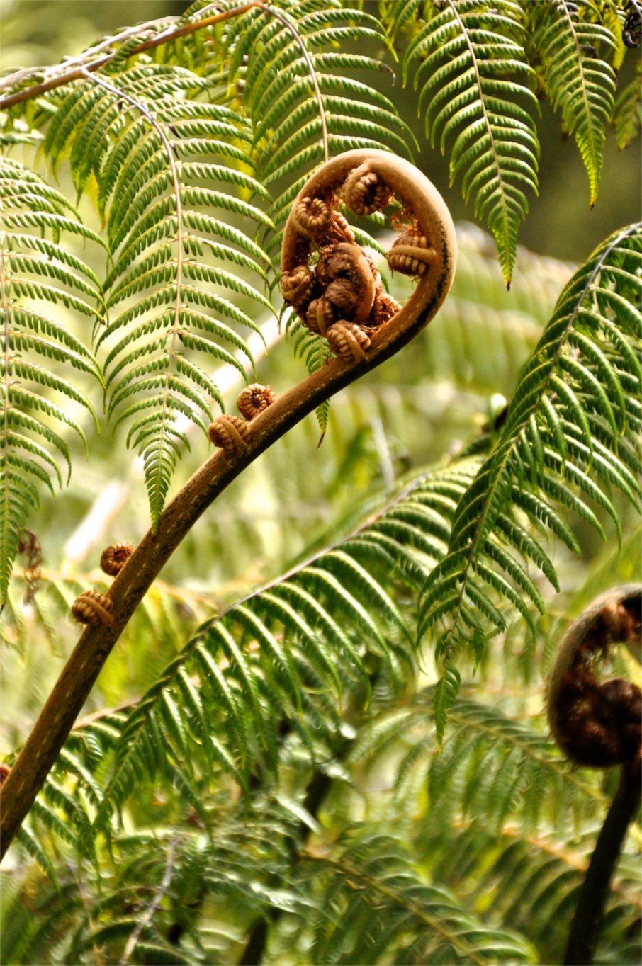 Tree fern, unfurling