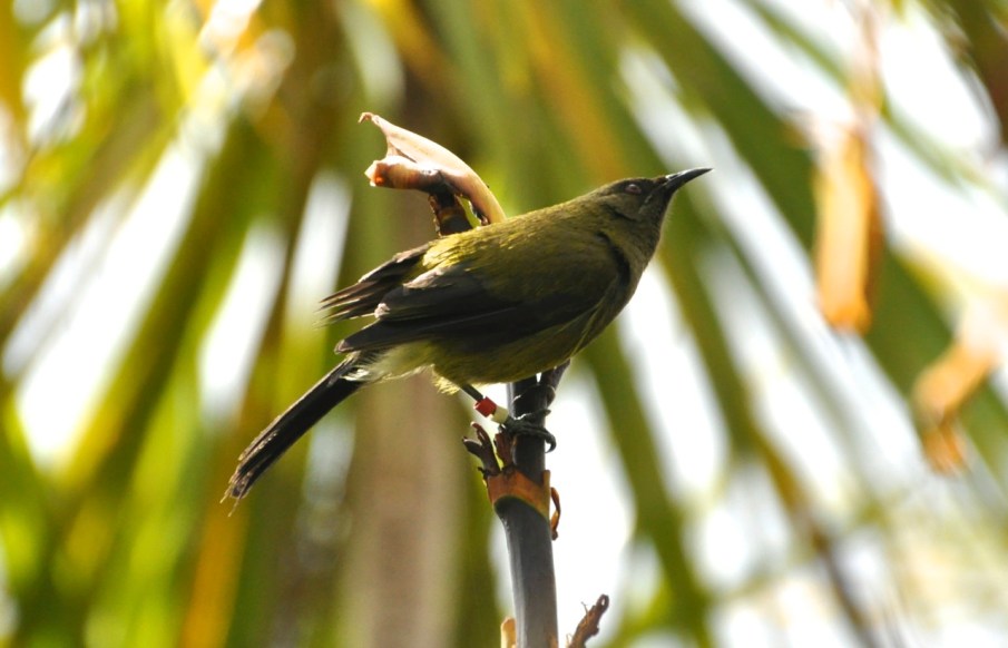 Bell Bird, male