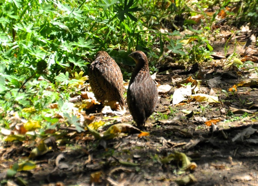 Brown Quail