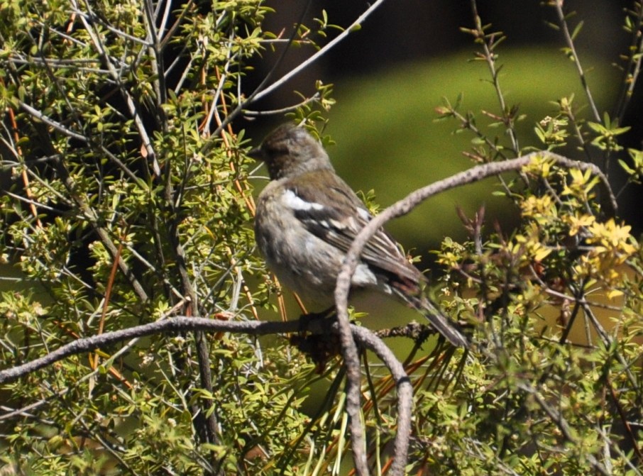 Chaffinch, female