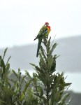Eastern Rosella