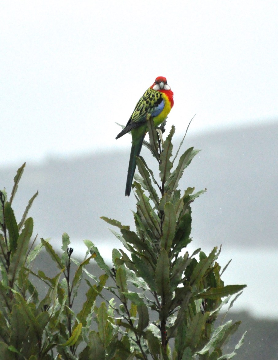 Eastern Rosella