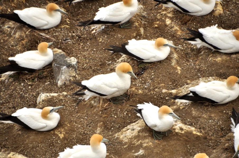 Gannets Nesting