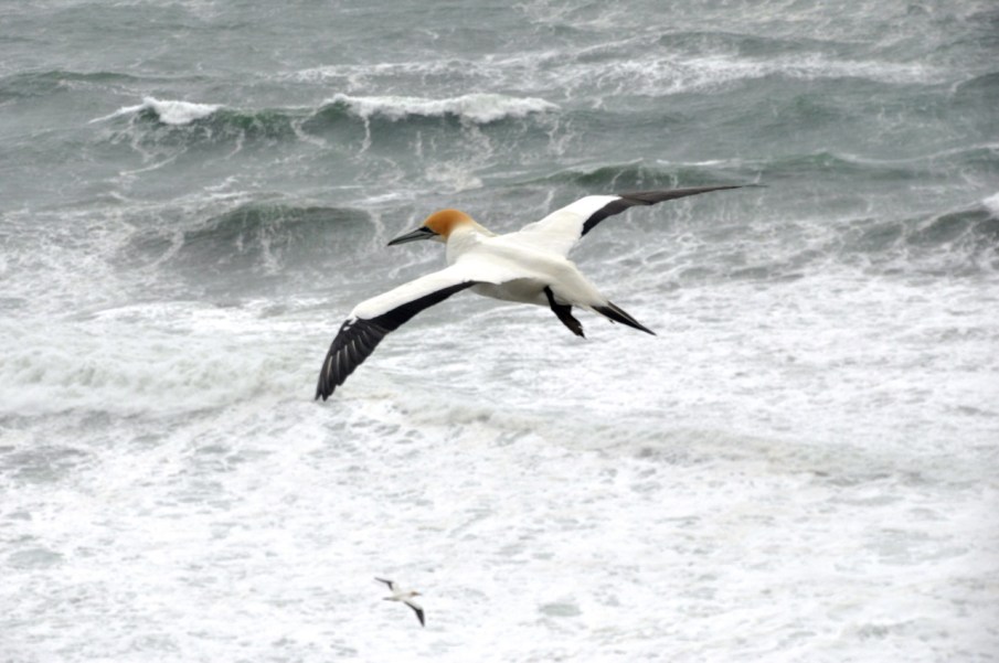 Gannet In Flight