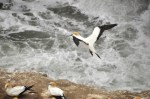 Gannet Landing
