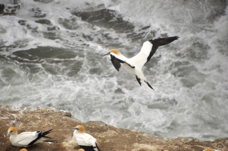 Gannet Landing