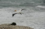 Gannet