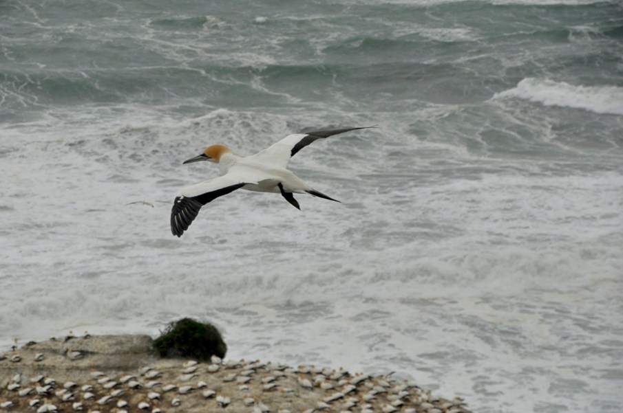 Gannet