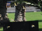 Goldfinch flying