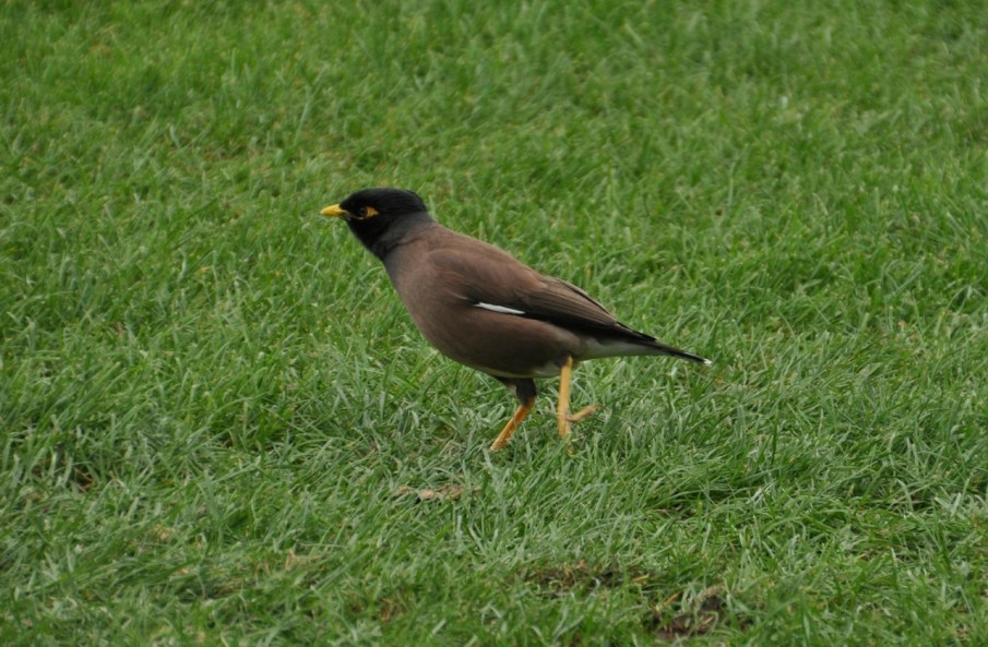 Indian Myna