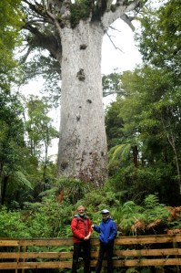 Tane Mahuta