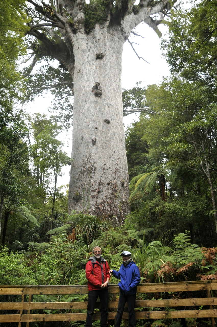 Tane Mahuta