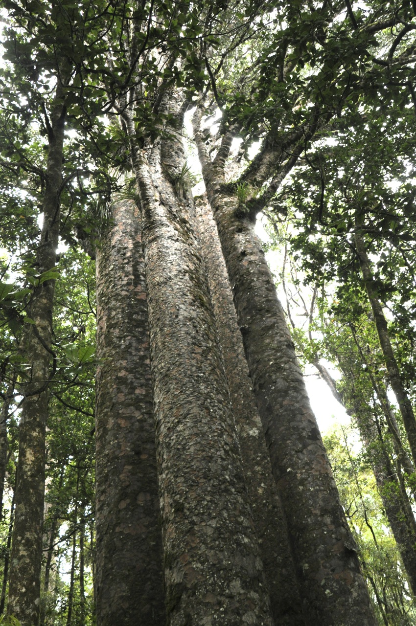 Kauri