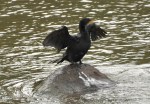 Little Shag, Immature