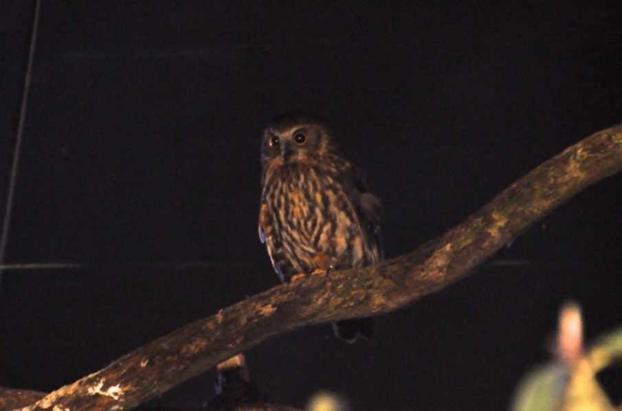 Morepork