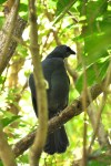 North Island Kokako