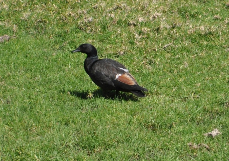 Paradise Shelduck, male