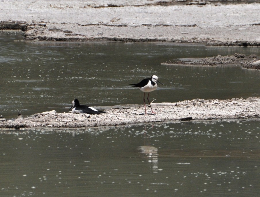 Pied Stilt