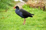Pukeko
