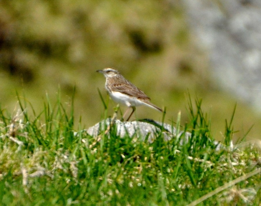 Sharp-tailed Sandpiper