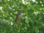 Silvereye