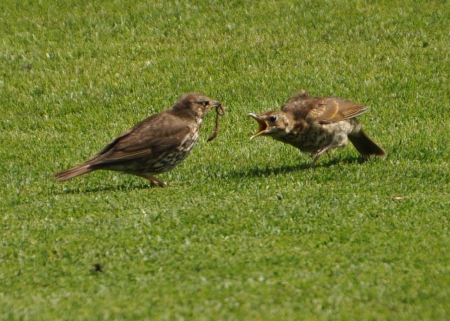 Song Thrush, Feeding