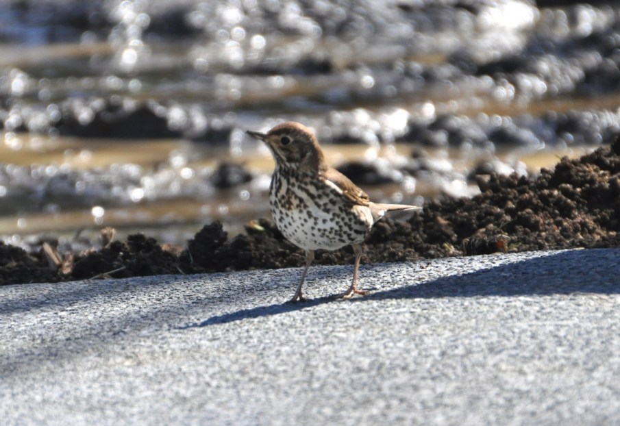 Song Thrush