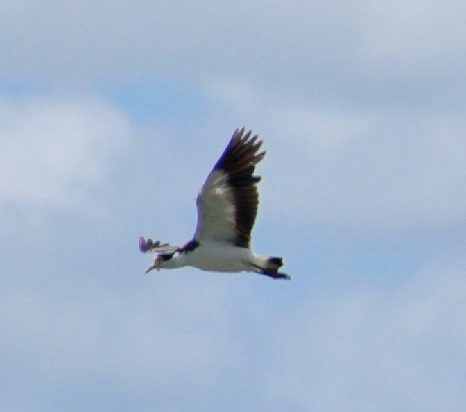 Spur-winged Plover, flying