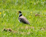 Spur-winged Plover