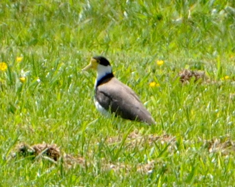 Spur-winged Plover