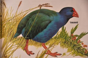 Takahe