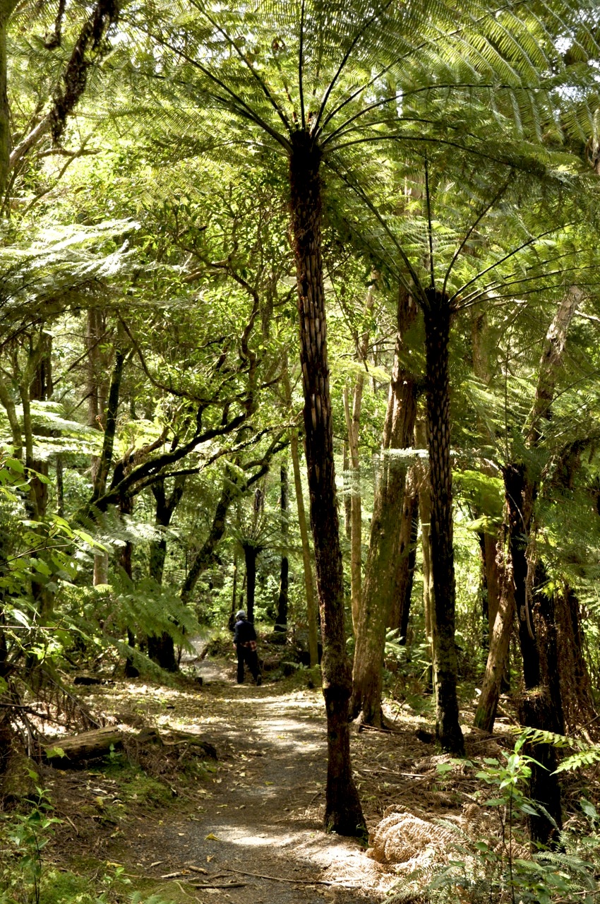 Path, Tree Ferns