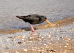 Variable Oystercatcher