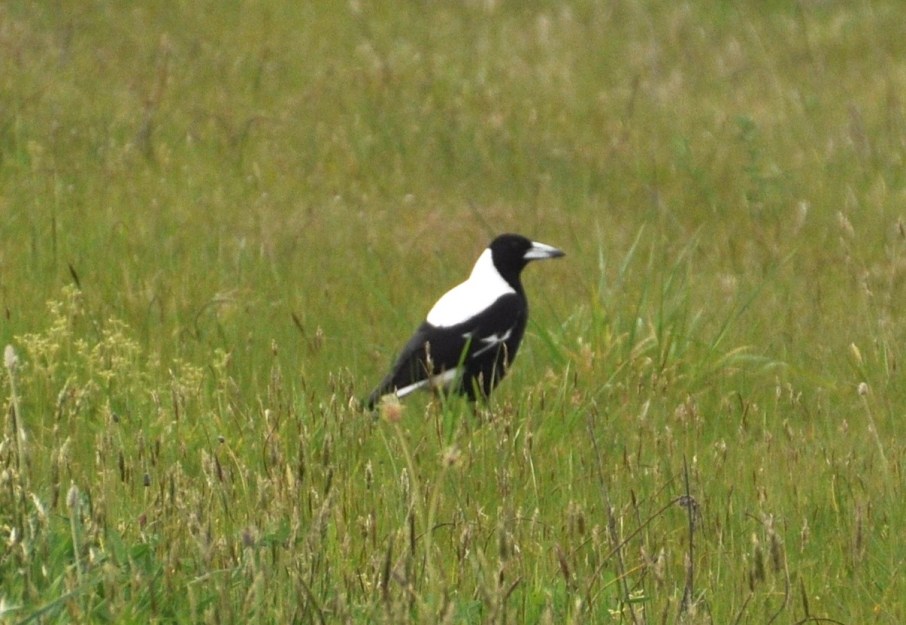 White-backed Magpie