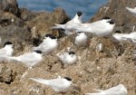 White-fronted Tern