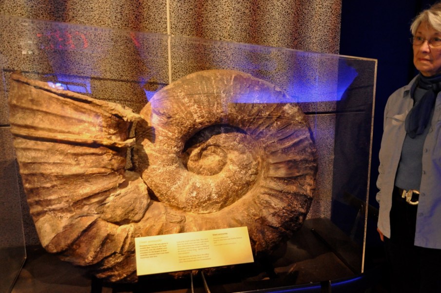 Ammonite, 140 M years