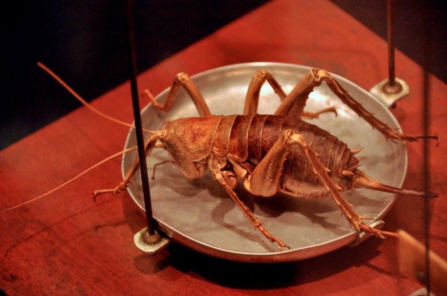 Weta insect