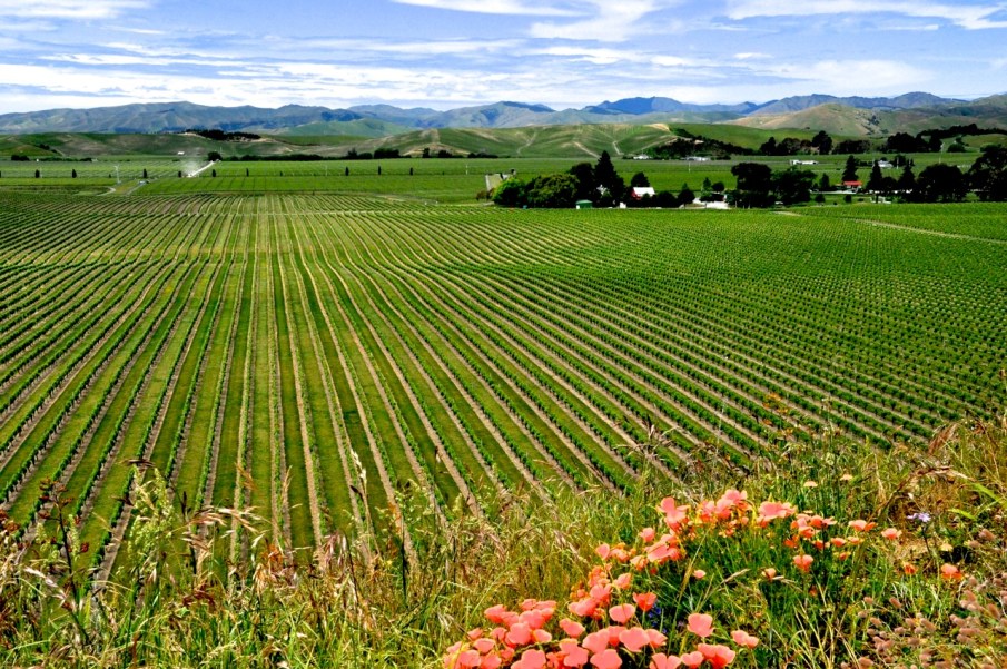 Brancott winery