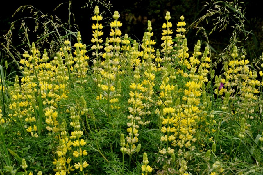 Yellow Lupine