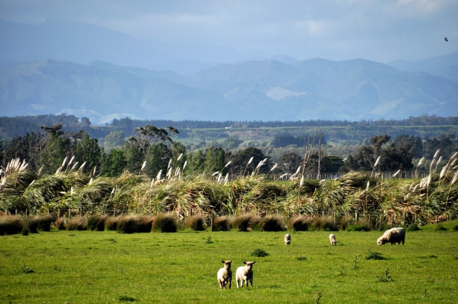 Martinborough Region