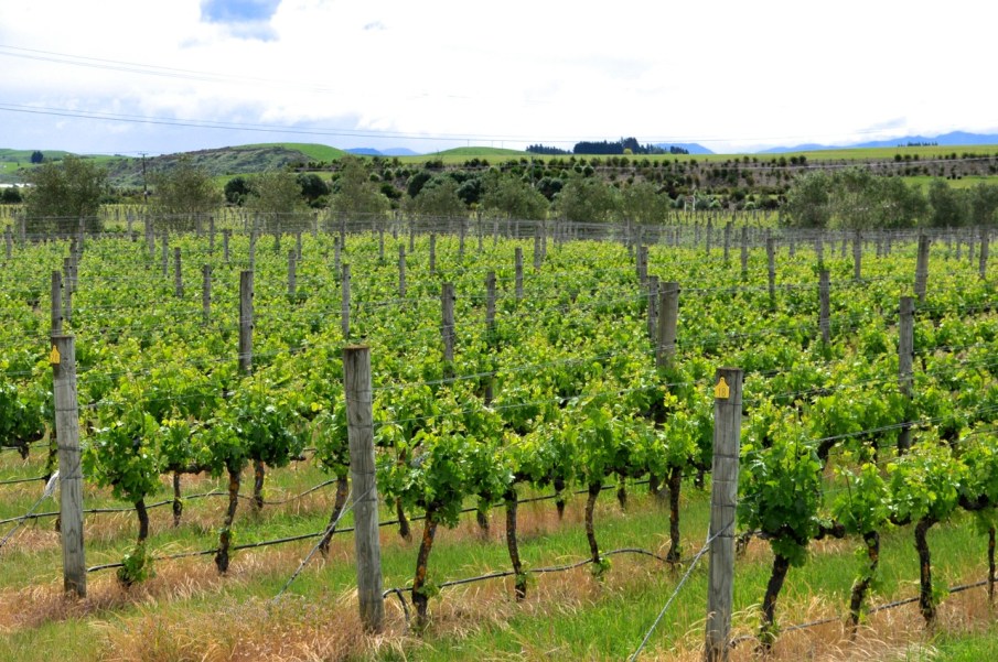 Hawke's Bay Vines