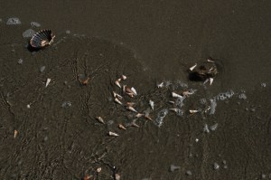 Periwinkle graveyard