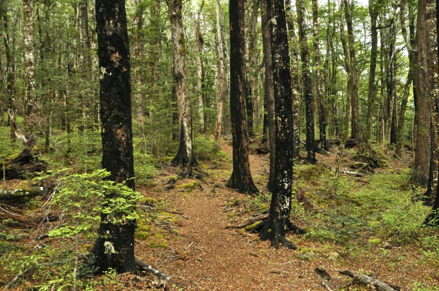 The trail in beech forest