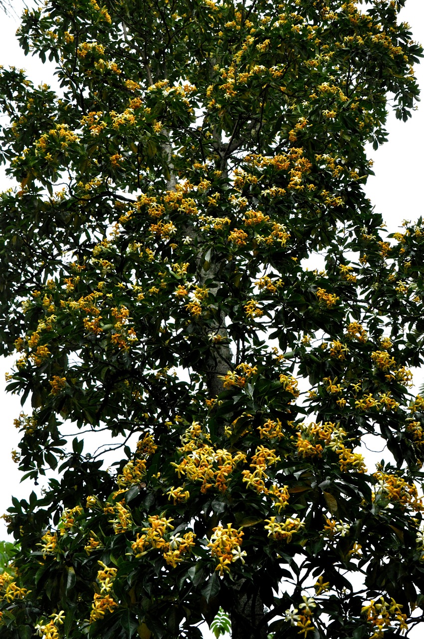 Yellow flower tree