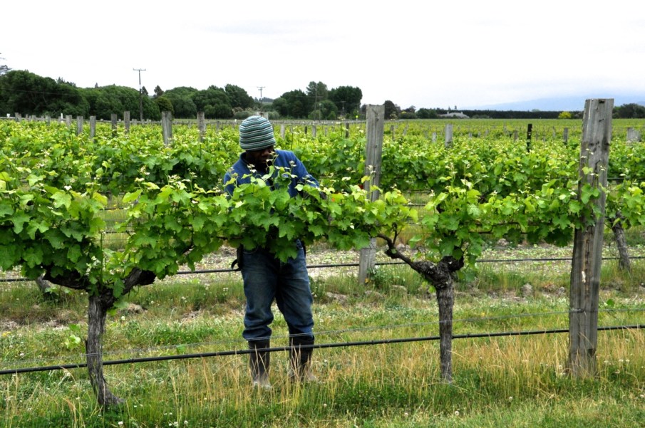 Trellising