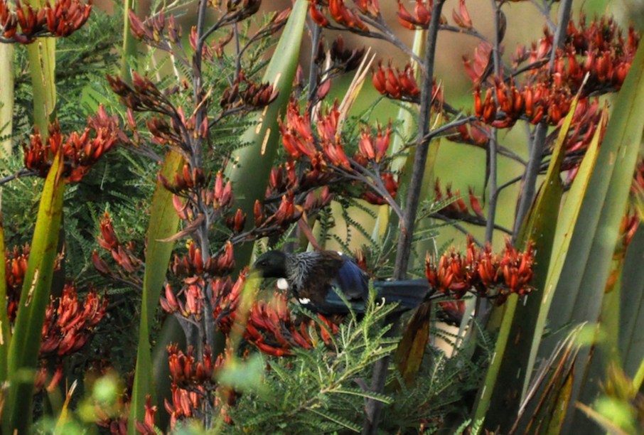 Tui in Flax