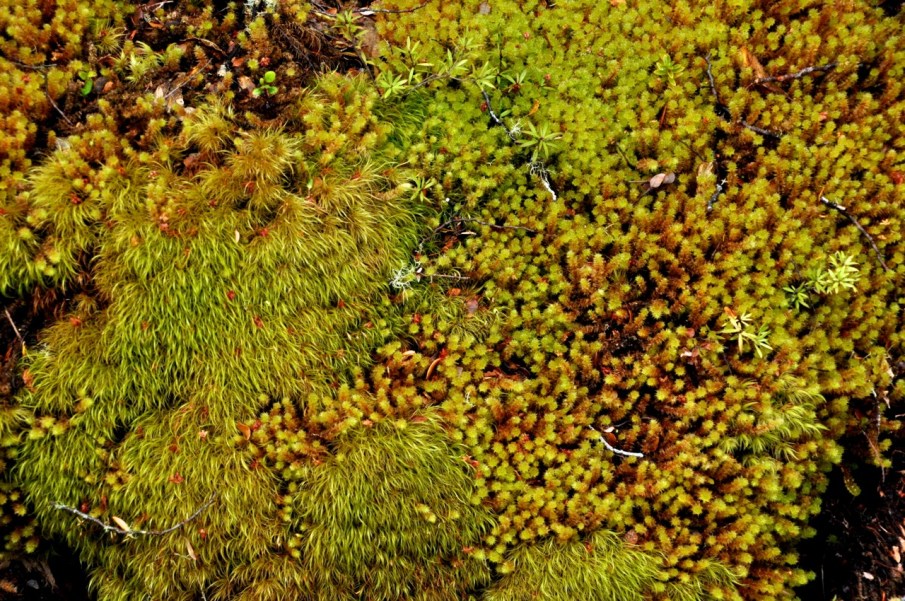 Various Mosses