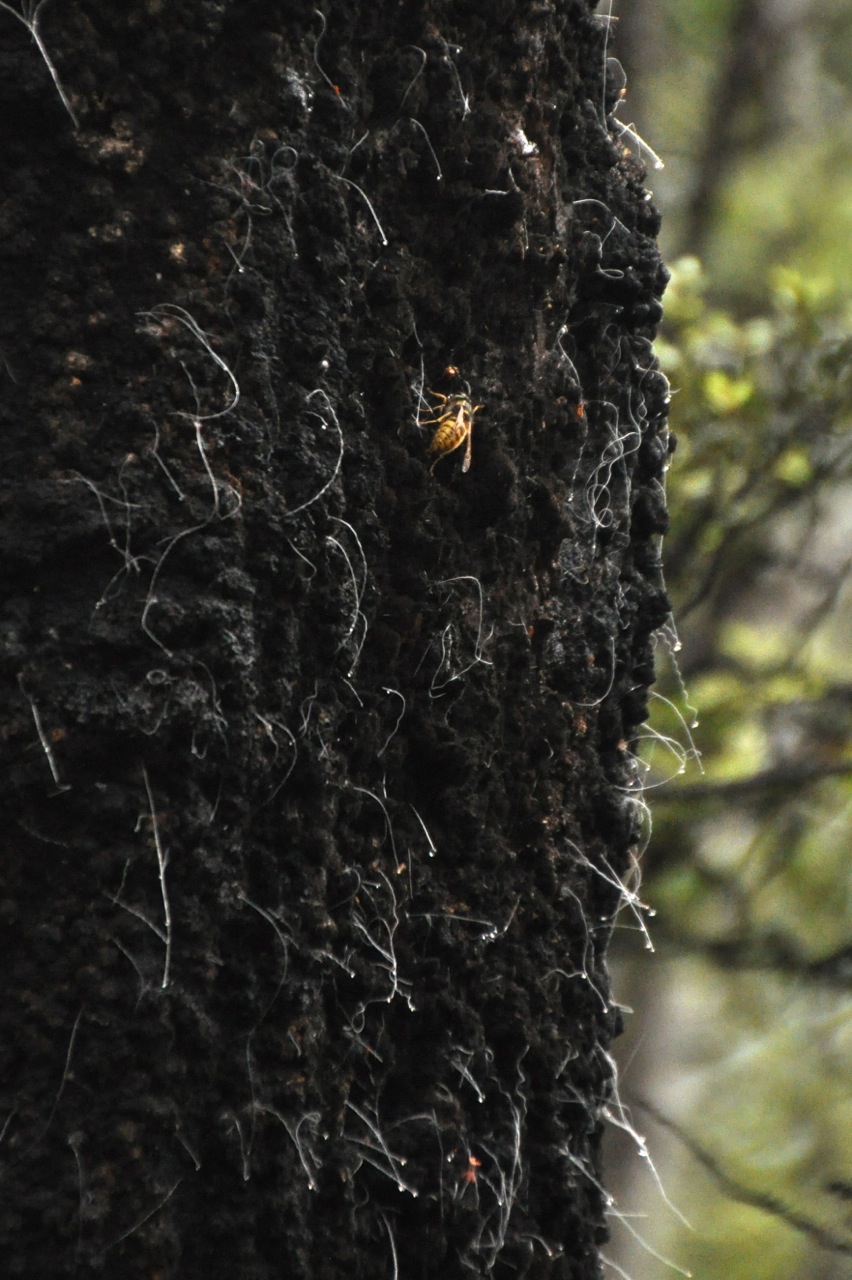 Wasp feeding