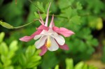 Columbine pink